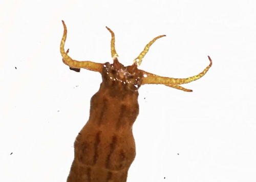 Cranefly Larvae